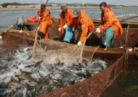 Taimyr fishermen compare their catches