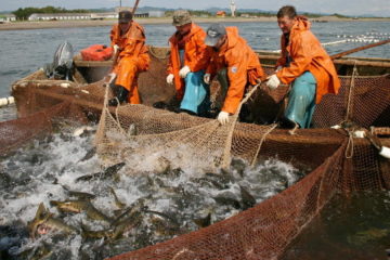 Taimyr fishermen compare their catches