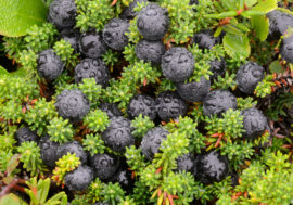Scientists told where most useful northern berries grow