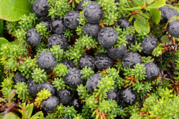 Scientists told where most useful northern berries grow