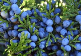 Norilsk tundra juniper used in cooking