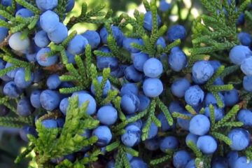 Norilsk tundra juniper used in cooking