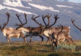 Reindeer to be watched