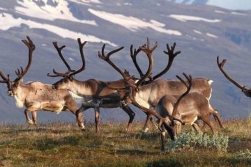 Reindeer to be watched
