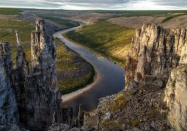 Taimyr ecology to be studied