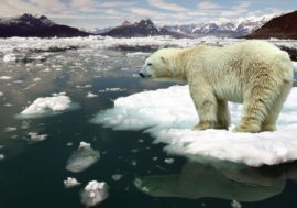 Polar bears to be counted