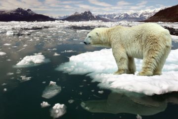Polar bears to be counted
