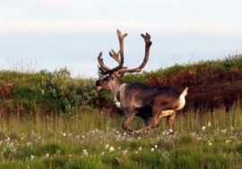 Wild reindeer monitoring expedition launched in Taimyr