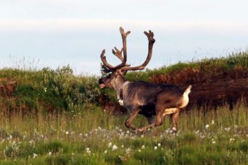 Wild reindeer monitoring expedition launched in Taimyr