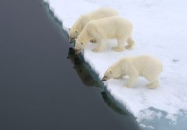 Polar bears can disappear soon