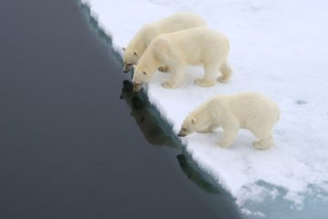 Polar bears can disappear soon