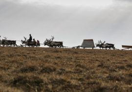 Reindeer riding in details