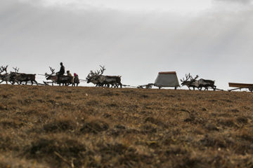 Reindeer riding in details