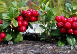 Lingonberry against stress