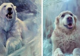 Arctic is a popular flashmob theme
