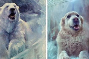 Arctic is a popular flashmob theme