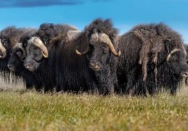 How musk oxen got from Canada to Taimyr