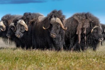 How musk oxen got from Canada to Taimyr