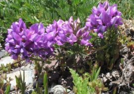 Arctic miracle: flowers from the Red Book