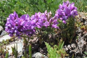 Arctic miracle: flowers from the Red Book