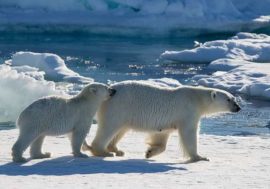White Bear center helps indigenous people