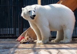 Polar bear got a high-tech ice floe