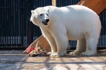 Polar bear got a high-tech ice floe