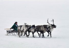 Reindeer Herder’s Day date discussed