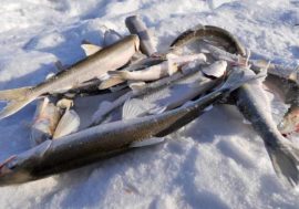 Smelt fishing ban imposed in the region till the end of the year