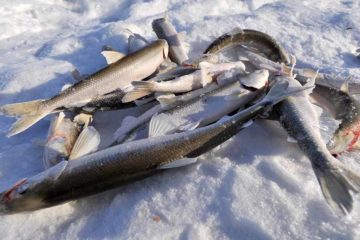 Smelt fishing ban imposed in the region till the end of the year