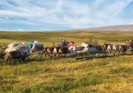 Scientists study COVID-19 impact on North inhabitants