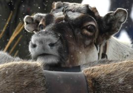 Domestic reindeer number to increase