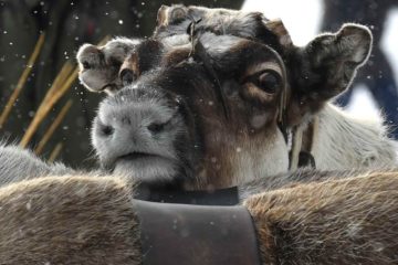 Domestic reindeer number to increase