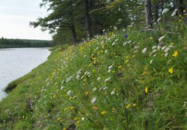 Living North eco-project started in Taimyr