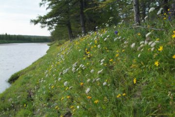 Living North eco-project started in Taimyr