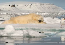 Polar bears filmed in Arctic