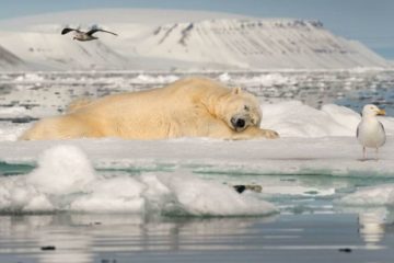 Polar bears filmed in Arctic