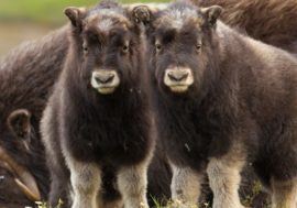 Musk ox farm to appear in Taimyr
