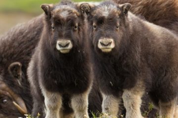 Musk ox farm to appear in Taimyr