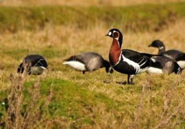 Taimyr feathered miracles