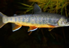 Most interesting fish lives in Taimyr