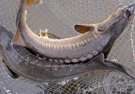16 sturgeons rescued