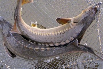 16 sturgeons rescued