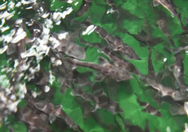 Yenisey’s fish fauna replenished