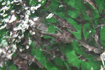 Yenisey’s fish fauna replenished