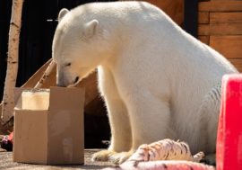 Polar bears rescue center to be organized