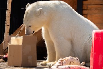 Polar bears rescue center to be organized