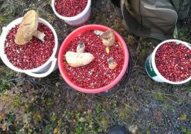 Nature gifts to your taste