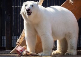 Royev Ruchey to spend 30 million on polar bears