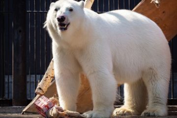 Royev Ruchey to spend 30 million on polar bears